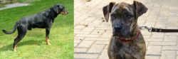 Smalandsstovare vs Catahoula Bulldog - Breed Comparison