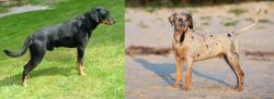 Smalandsstovare vs Catahoula Cur - Breed Comparison