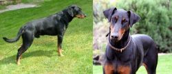 Smalandsstovare vs Doberman Pinscher - Breed Comparison