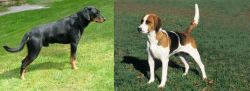 Smalandsstovare vs English Foxhound - Breed Comparison