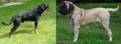 Smalandsstovare vs English Mastiff - Breed Comparison