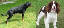 Smalandsstovare vs English Springer Spaniel - Breed Comparison