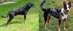 Smalandsstovare vs German Coolie - Breed Comparison