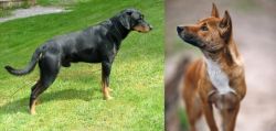Smalandsstovare vs New Guinea Singing Dog - Breed Comparison