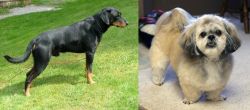Smalandsstovare vs PekePoo - Breed Comparison