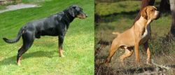 Smalandsstovare vs Portuguese Pointer - Breed Comparison