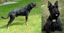 Smalandsstovare vs Scoland Terrier - Breed Comparison
