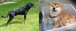 Smalandsstovare vs Shiba Inu - Breed Comparison