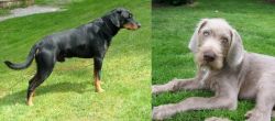 Smalandsstovare vs Slovakian Rough Haired Pointer - Breed Comparison