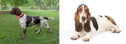 Small Munsterlander vs Basset Hound - Breed Comparison