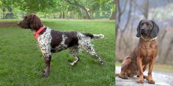 Small Munsterlander vs Bavarian Mountain Hound - Breed Comparison