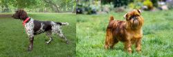 Small Munsterlander vs Belgian Griffon - Breed Comparison