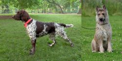 Small Munsterlander vs Belgian Shepherd Dog (Laekenois) - Breed Comparison