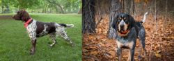 Small Munsterlander vs Bluetick Coonhound - Breed Comparison