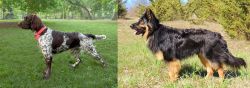 Small Munsterlander vs Bohemian Shepherd - Breed Comparison
