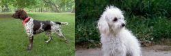 Small Munsterlander vs Bolognese - Breed Comparison