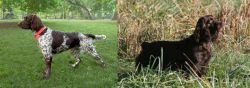 Small Munsterlander vs Boykin Spaniel - Breed Comparison