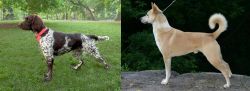 Small Munsterlander vs Canaan Dog - Breed Comparison