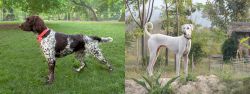 Small Munsterlander vs Chippiparai - Breed Comparison