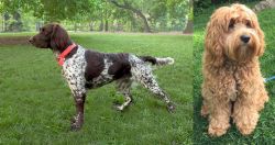 Small Munsterlander vs Cockapoo - Breed Comparison