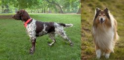 Small Munsterlander vs Collie - Breed Comparison