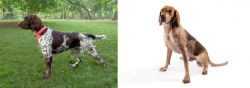 Small Munsterlander vs Coonhound - Breed Comparison