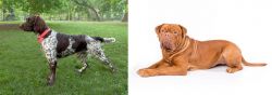 Small Munsterlander vs Dogue De Bordeaux - Breed Comparison