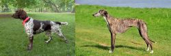 Small Munsterlander vs Galgo Espanol - Breed Comparison