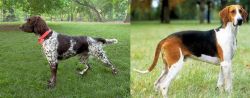 Small Munsterlander vs Grand Anglo-Francais Tricolore - Breed Comparison