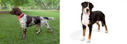Small Munsterlander vs Greater Swiss Mountain Dog - Breed Comparison
