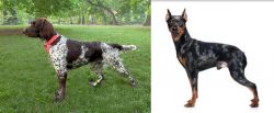 Small Munsterlander vs Harlequin Pinscher - Breed Comparison