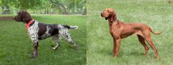 Small Munsterlander vs Hungarian Vizsla - Breed Comparison