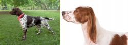 Small Munsterlander vs Irish Red and White Setter - Breed Comparison