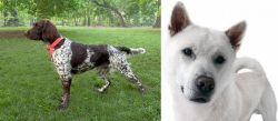 Small Munsterlander vs Kishu - Breed Comparison