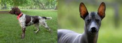 Small Munsterlander vs Mexican Hairless - Breed Comparison