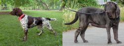 Small Munsterlander vs Neapolitan Mastiff - Breed Comparison