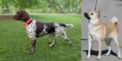 Small Munsterlander vs Norwegian Buhund - Breed Comparison