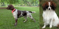 Small Munsterlander vs Phalene - Breed Comparison