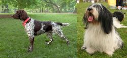 Small Munsterlander vs Polish Lowland Sheepdog - Breed Comparison