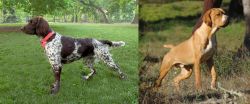 Small Munsterlander vs Portuguese Pointer - Breed Comparison
