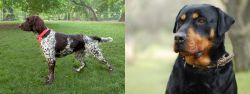 Small Munsterlander vs Rottweiler - Breed Comparison