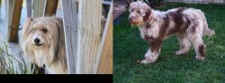 Smithfield vs Aussie Doodles - Breed Comparison