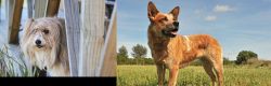 Smithfield vs Australian Red Heeler - Breed Comparison
