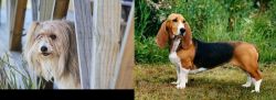 Smithfield vs Basset Artesien Normand - Breed Comparison