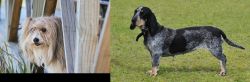 Smithfield vs Basset Bleu de Gascogne - Breed Comparison