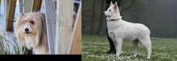 Smithfield vs Berger Blanc Suisse - Breed Comparison