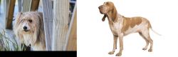 Smithfield vs Bracco Italiano - Breed Comparison