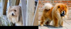 Smithfield vs Chow Chow - Breed Comparison