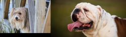 Smithfield vs English Bulldog - Breed Comparison