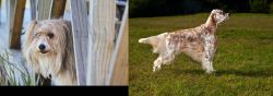 Smithfield vs English Setter - Breed Comparison